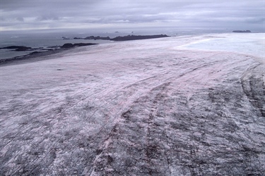 Vibrant life on Antarctica’s ice caps: Scientists reveal vast communities of photosynthetic algae on the ice