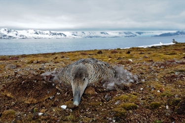 Sea ice affects population dynamics in common eiders