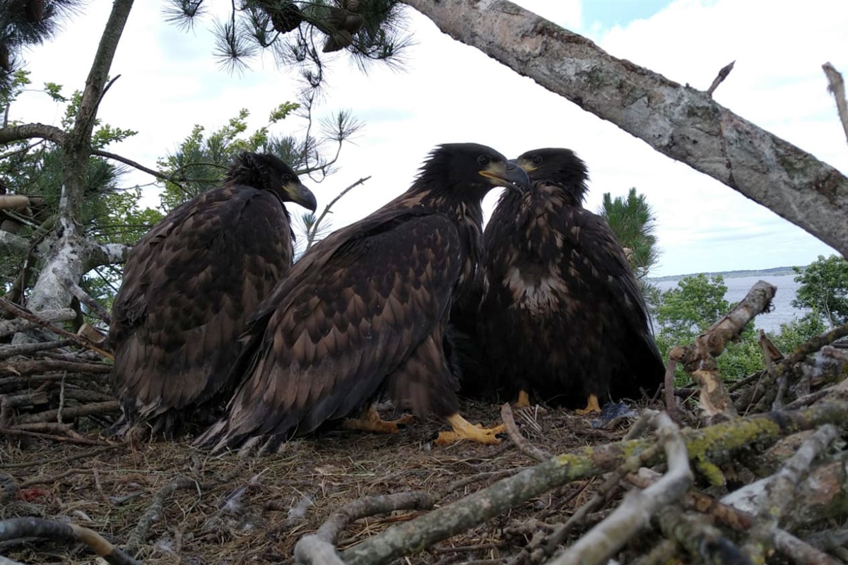 Det er sjeldent at havørn får trillinger, men noe vanligere i Irland, som i dette reiret. Foto: Damien Clarke.